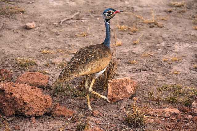 african bird