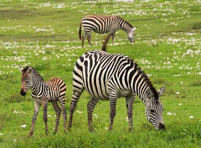 baby zebra