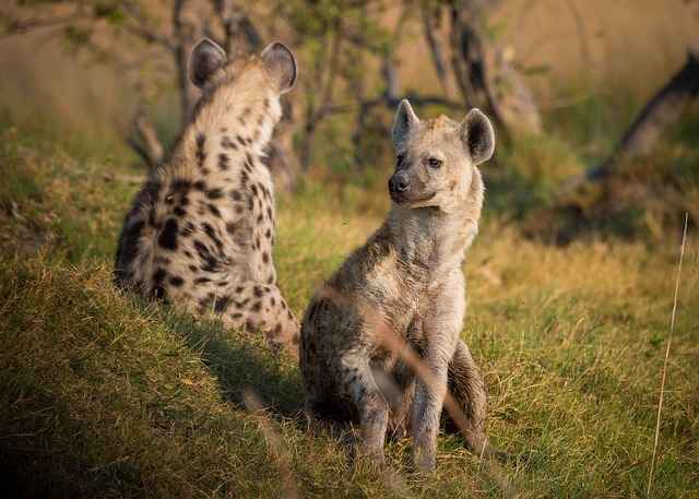 Buffalo Safari Camp