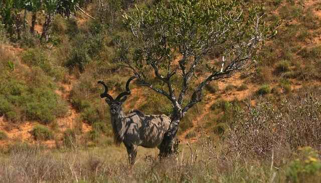 kudu