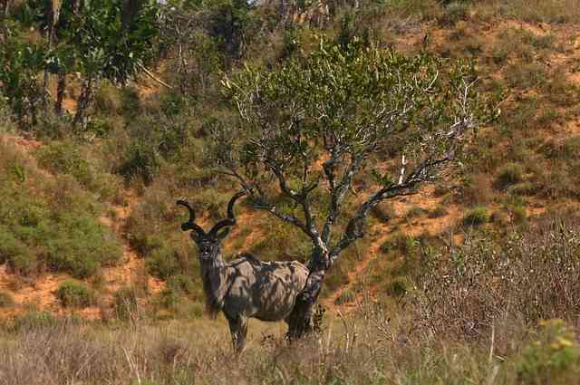 a kudu
