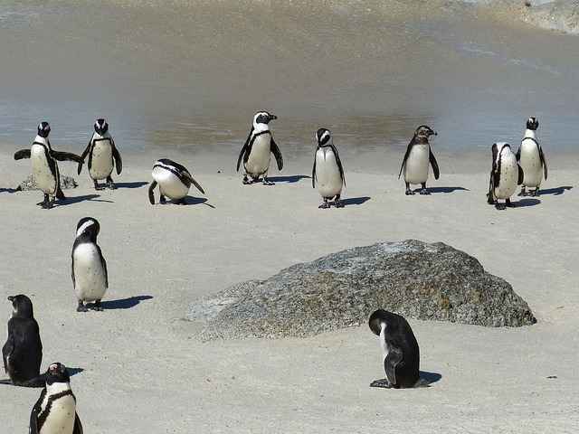 South Africa Penguins