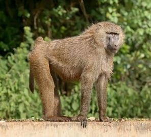 Olive Baboon messy monkey