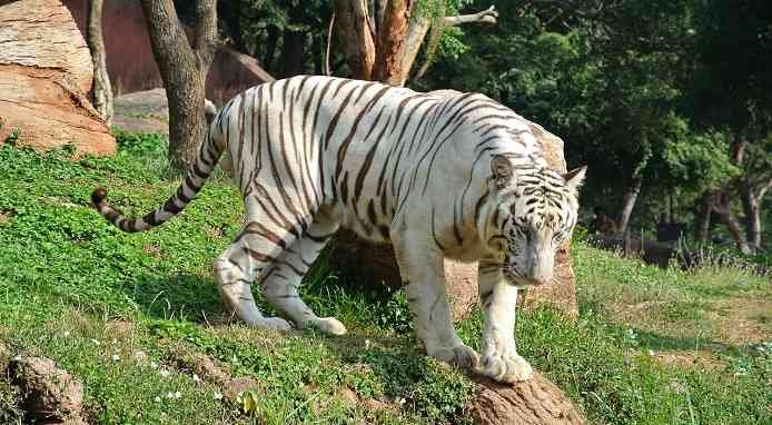 White Bengal Tiger