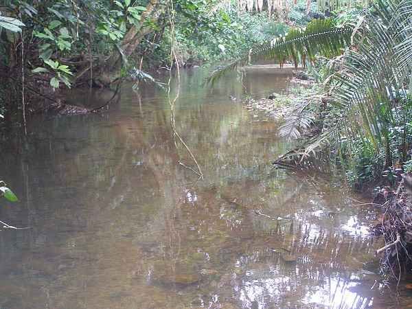 Stanncreek south in cockscomb westbasin