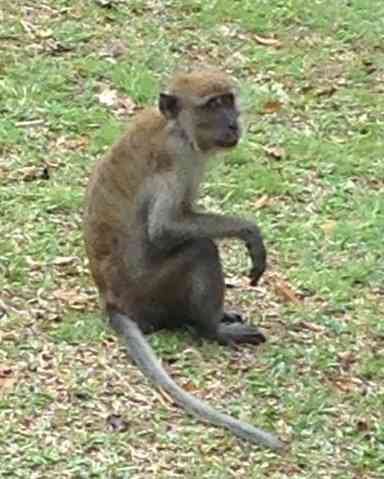 macaque