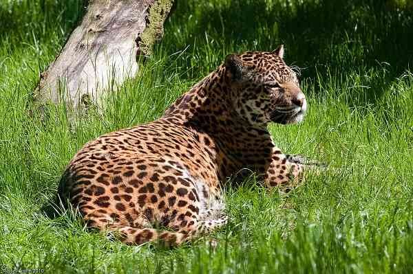 Panthera onca
