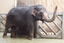 Elephant elephant