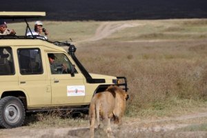 Lion approaching our other vehicle messy monkey
