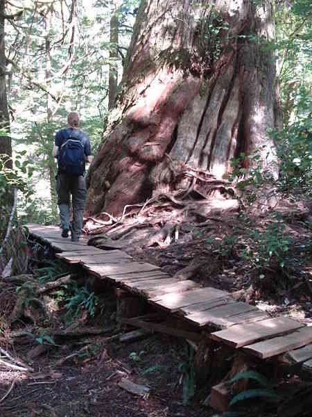 Meares Island, Clayoquot Sound