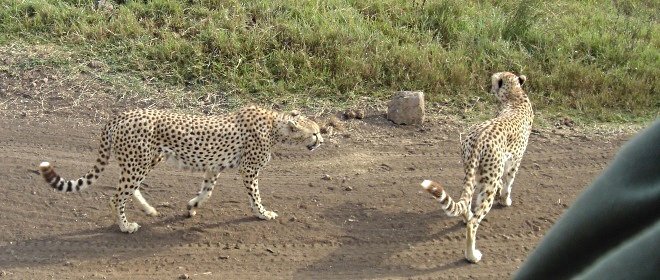 two cheetahs