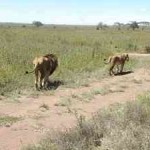 Africa Safari lions