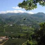 coffee plantation in Costa Rica